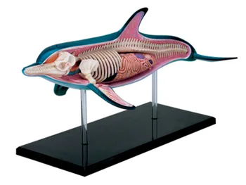 Модель анатомии органов Дельфина 4D Vision, игрушки-головоломки для детей и студентов-медиков, ветеринарная обучающая модель