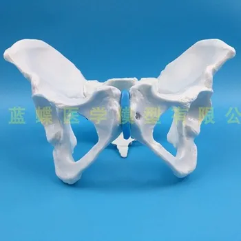 Натуральная большая модель женского скелета Модель женского таза модель скелета модель человека