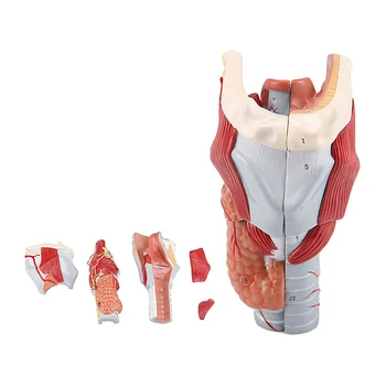 Медицинские мышцы гортани Человека, Гортанный хрящ Горла, Анатомическая модель щитовидной железы для полости рта, учебные пособия для ЛОР