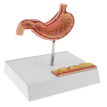 Анатомическая демонстрационная модель человеческого желудка из ПВХ с основанием - Набор моделей для изучения медицинской анатомии 18 x 13 x 17 см
