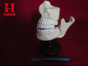 Модель зубов челюсти взрослого человека, зуботехническая лаборатория, модель для изучения зубов нижней челюсти, модель для изучения зубов стоматолога, Модель анатомической анатомии