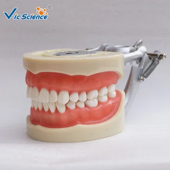 Стандартная стоматологическая модель большого количества 200H с 32 шт.