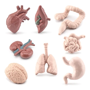 Обучающие модели органов, обучающие научные игрушки, анатомический дисплей для занятий в классе