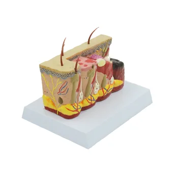 Поставка трехмерной модели ожоговой кожи Медицинская структура кожи человеческого тела Учебные пособия Имитационная модель